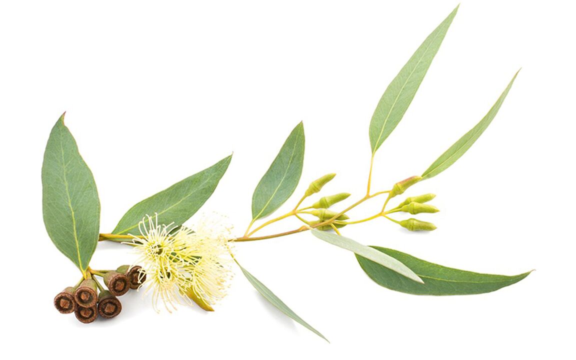 Eucalyptusolie in Hondrolife